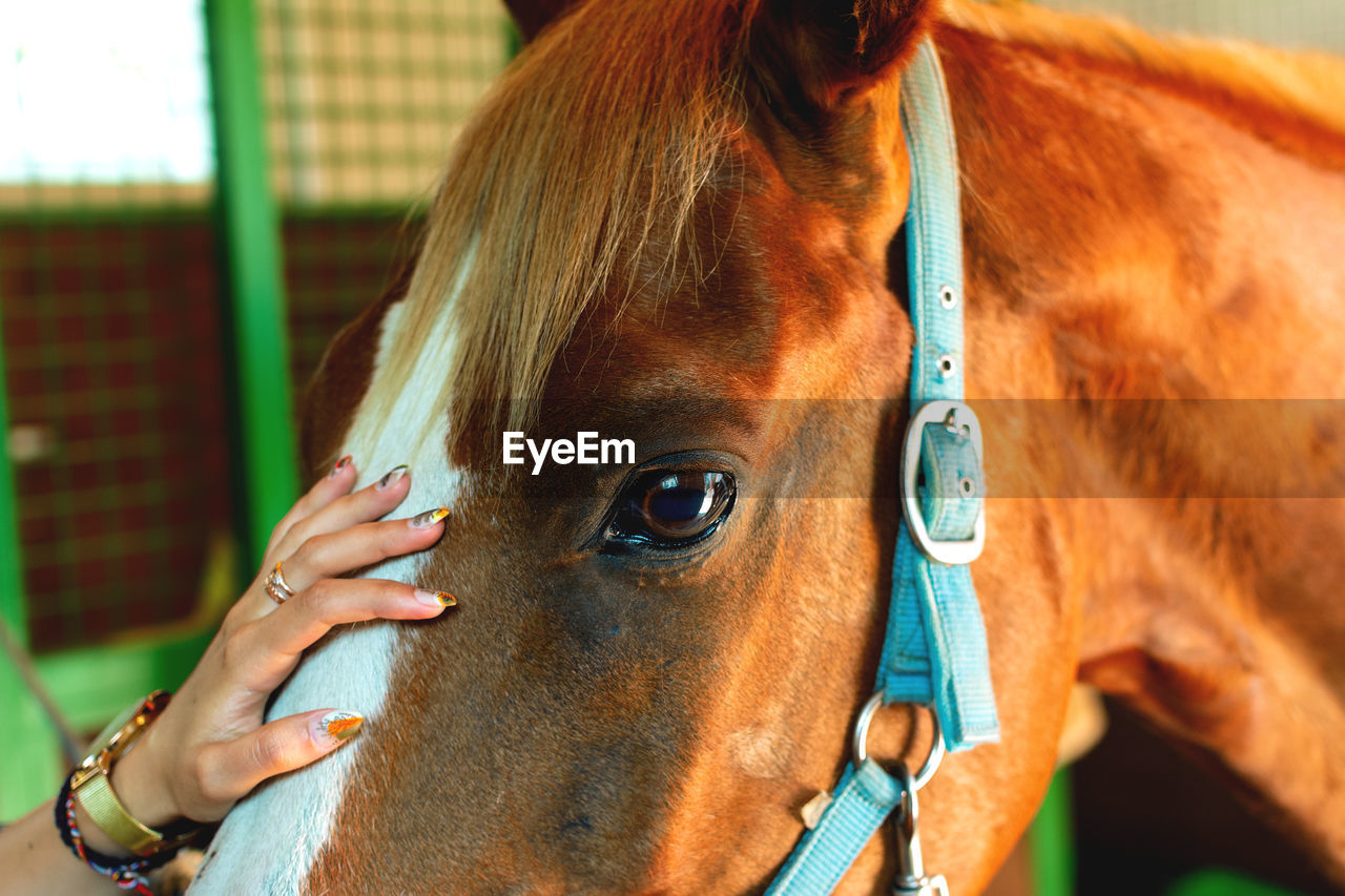 The girl strokes the horse's head