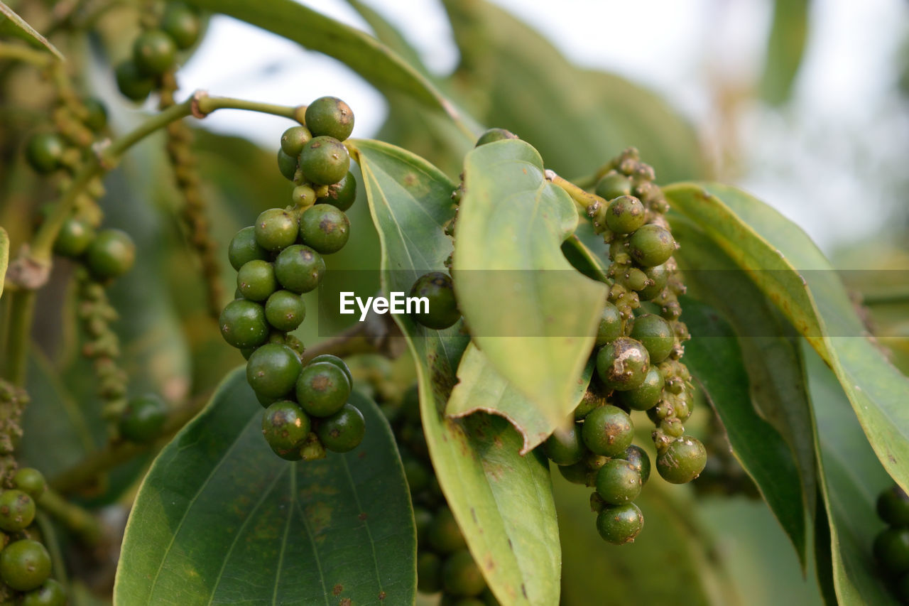 CLOSE-UP OF FRUITS ON TREE