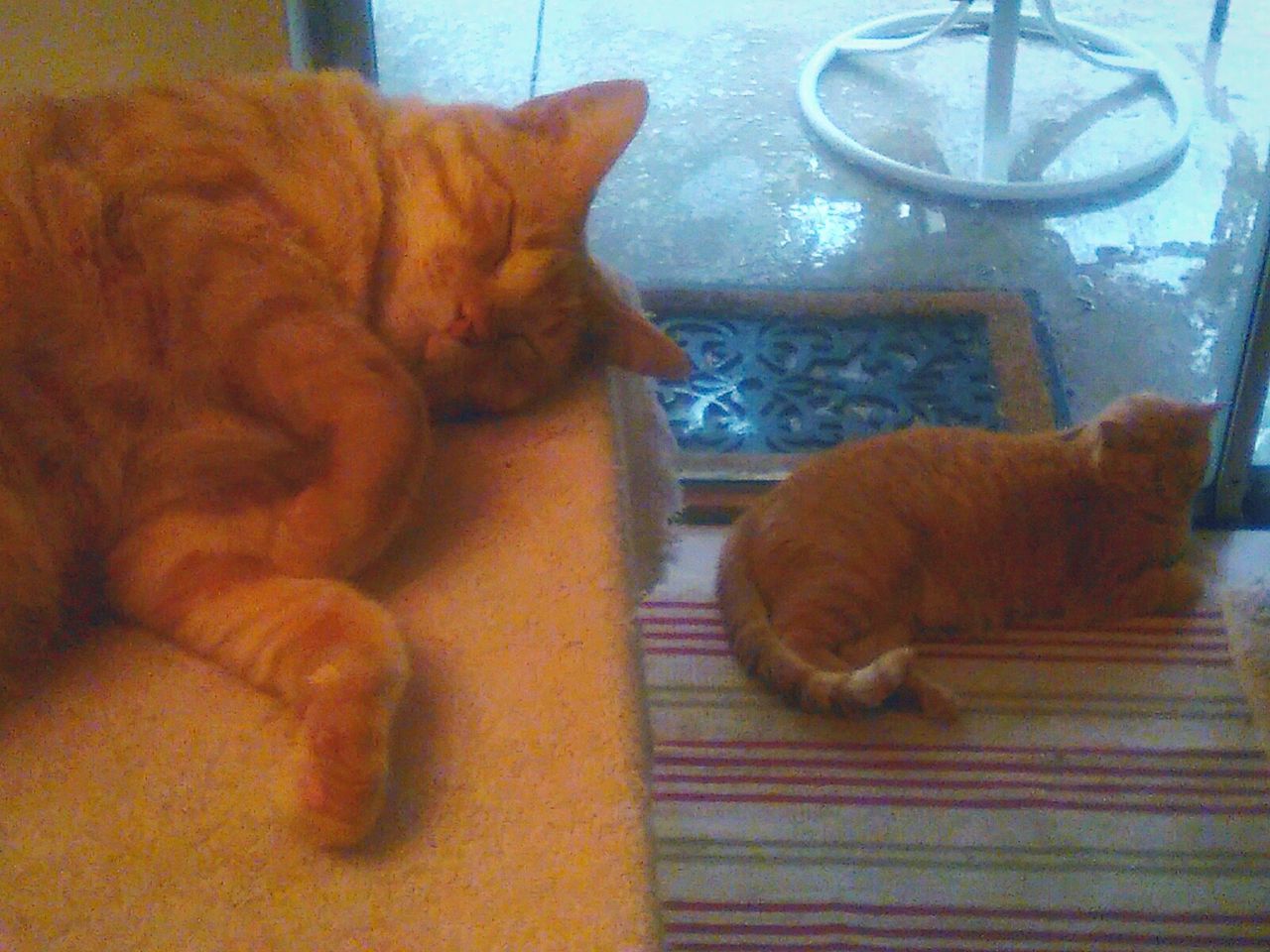 CLOSE-UP OF CAT SLEEPING ON FLOOR