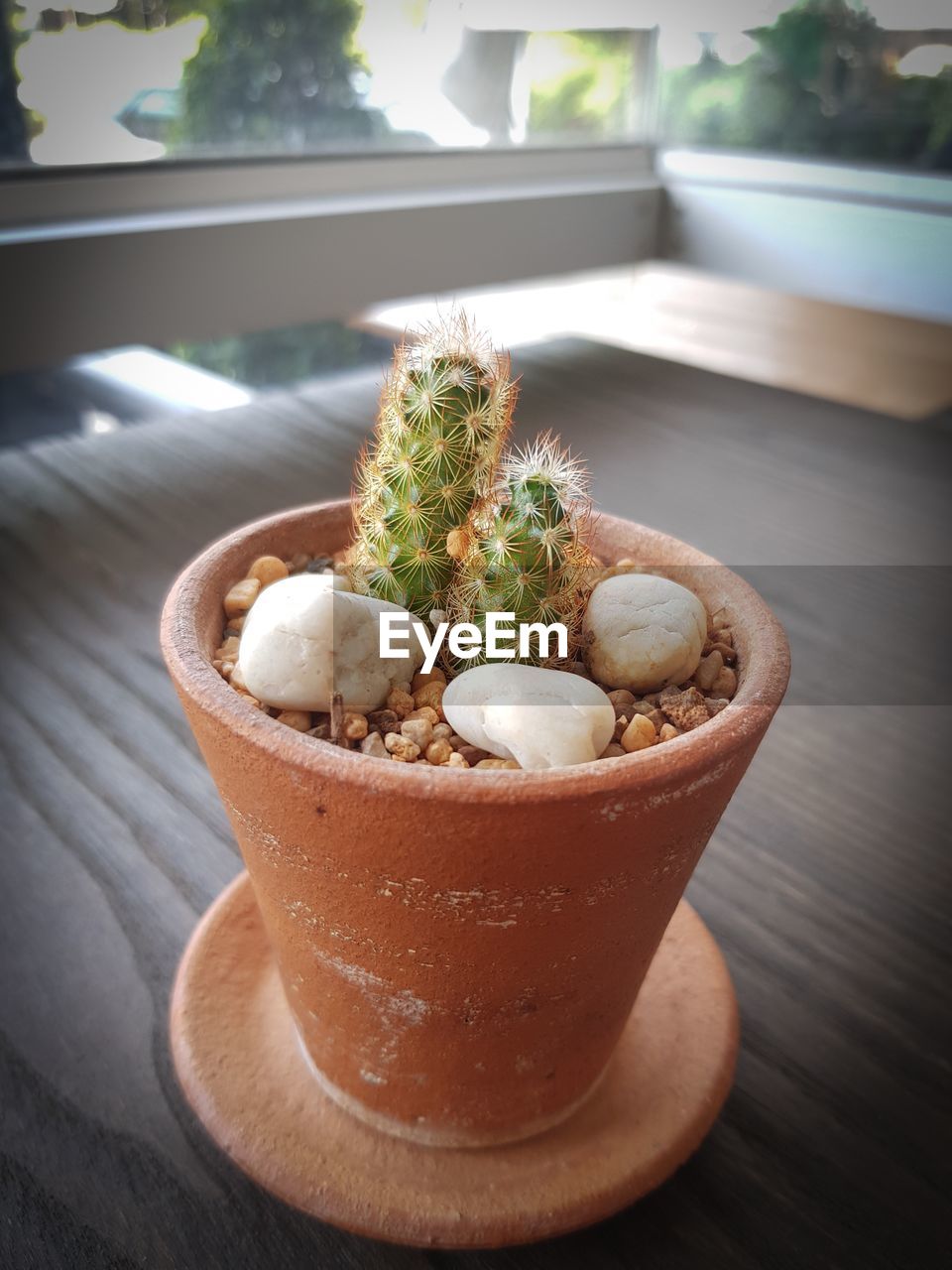 HIGH ANGLE VIEW OF POTTED CACTUS ON TABLE