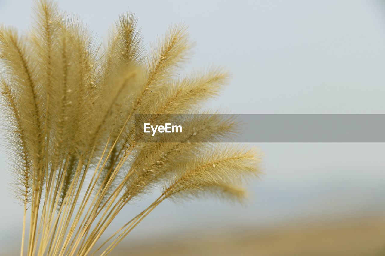 CLOSE-UP OF WHEAT PLANTS AGAINST CLEAR SKY
