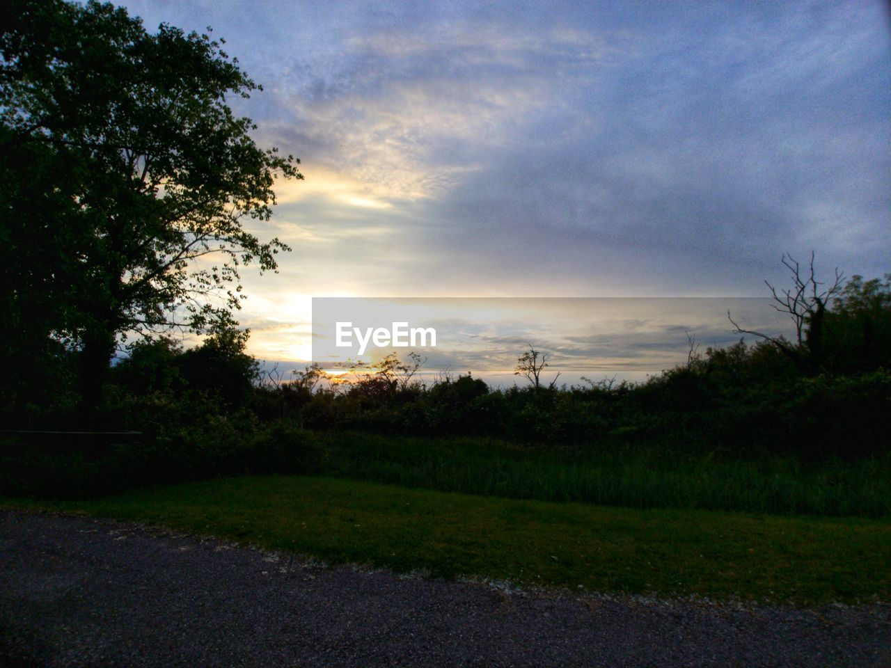 TREES GROWING ON FIELD AGAINST SKY DURING SUNSET