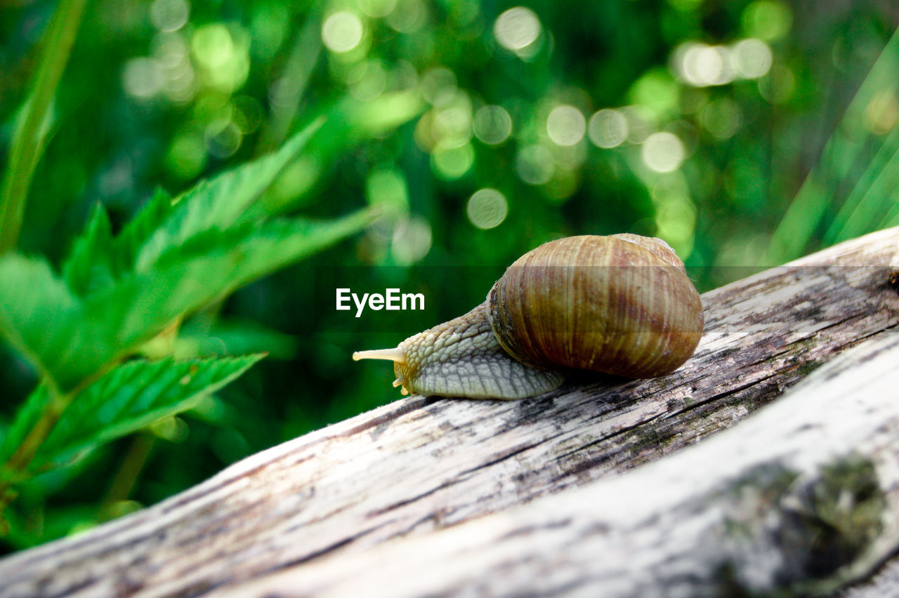 Close-up of snail on log