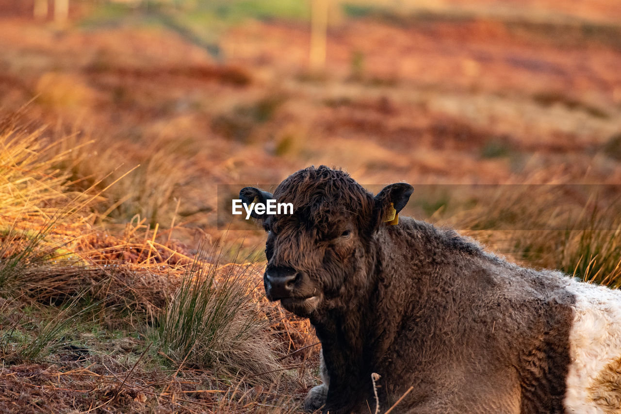 animal themes, animal, animal wildlife, mammal, wildlife, one animal, safari, no people, cattle, portrait, travel destinations, nature, feline, tourism, savanna, grass, bison, outdoors, looking at camera, day, cat, grassland, landscape