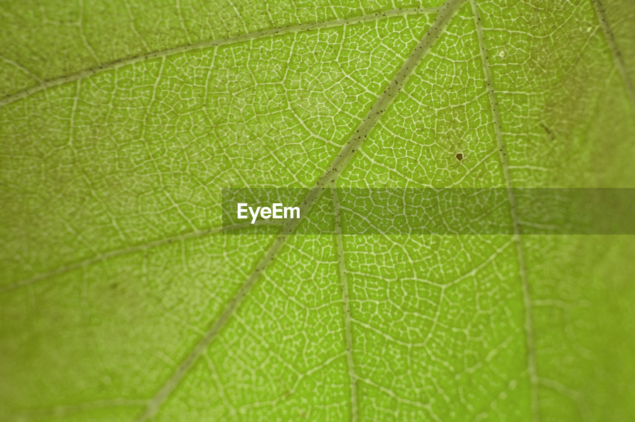 EXTREME CLOSE-UP OF GREEN LEAF