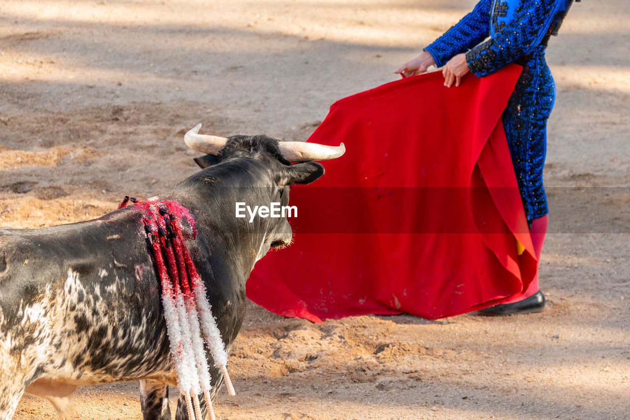 bullfighting, animal, animal themes, performance, mammal, tradition, bull, domestic animals, cattle, performing arts, sports, one person, one animal, red, entertainment, livestock, adult, pet, clothing, animal sports, nature, land, outdoors, bullring, animal wildlife, day, person, traditional clothing, rural scene, ox, landscape