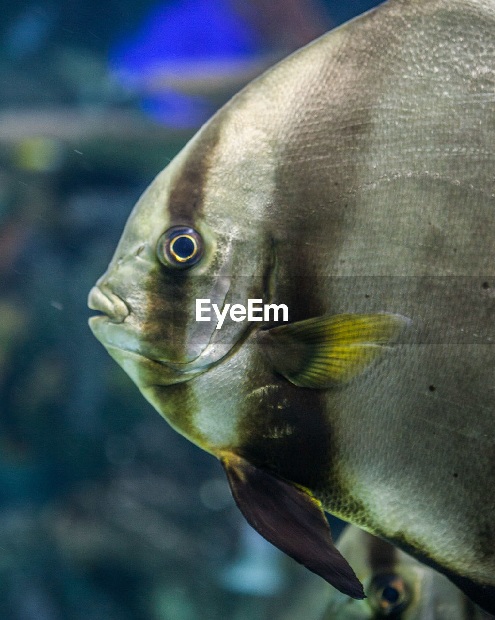 CLOSE-UP OF FISH IN SEA