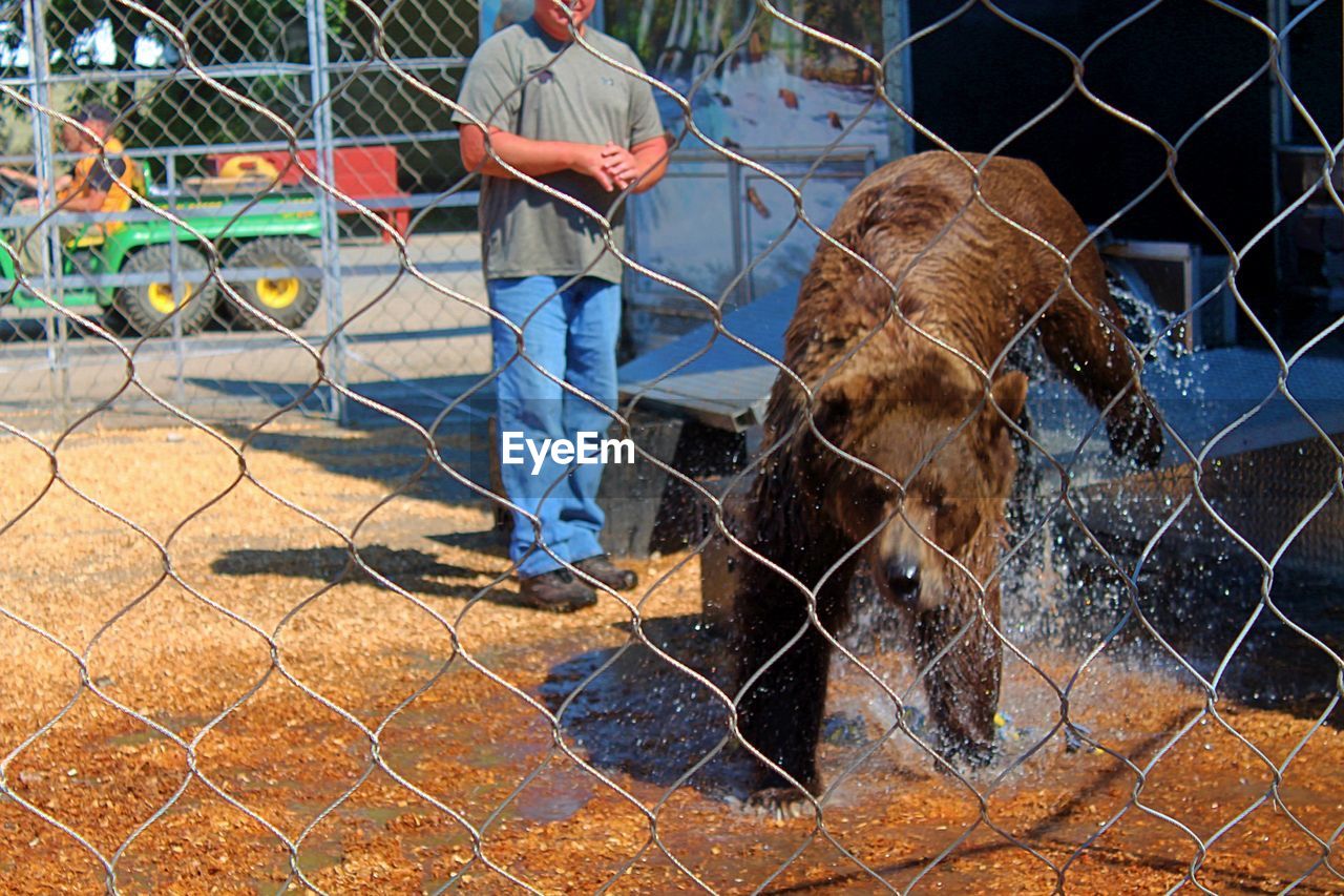 View of a bear standing by chainlink fence