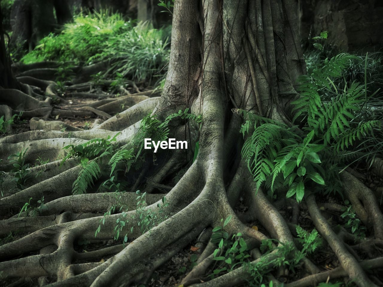 TREE TRUNK ON FIELD