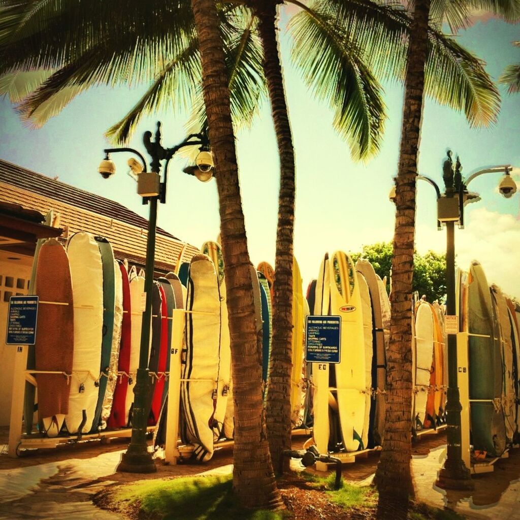 PALM TREES AGAINST THE SKY