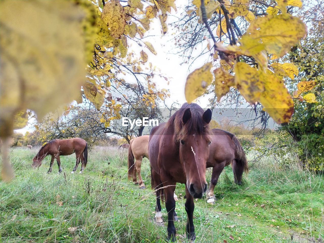 Horses in a field