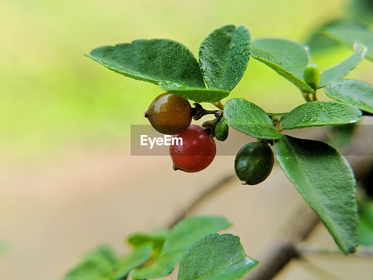 CLOSE-UP OF CHERRIES ON PLANT