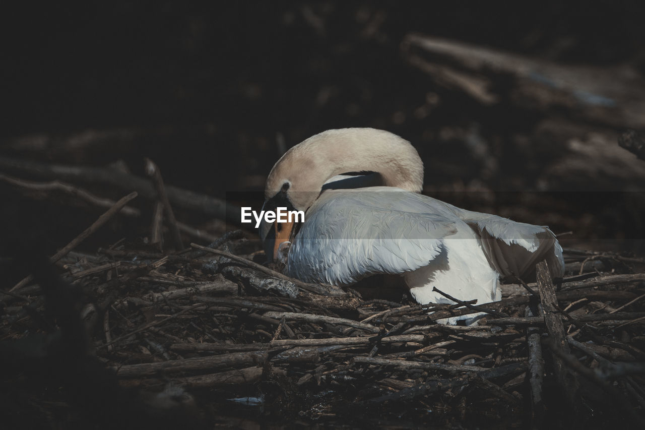 Close-up of bird in nest