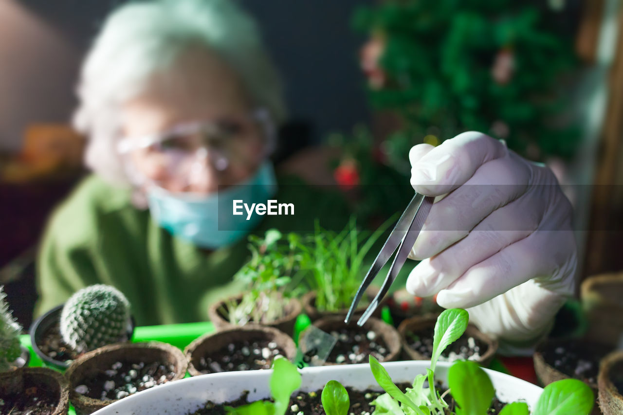 Scientist examining plants