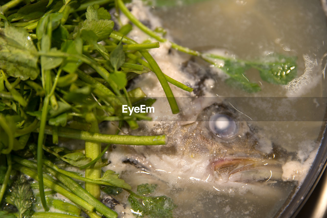 CLOSE-UP OF FISH IN WATER