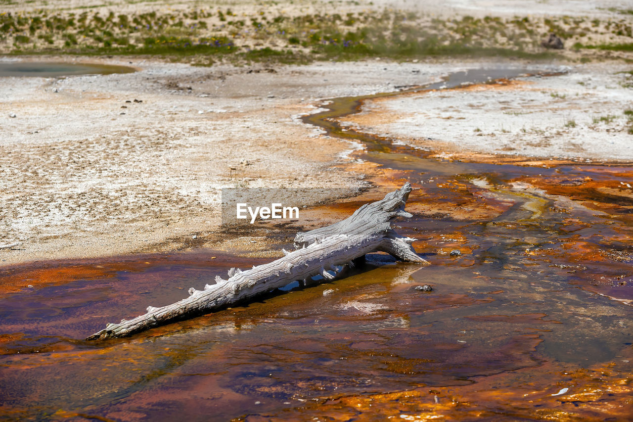 water, shore, crocodile, nature, sea, reflection, animal, no people, animal wildlife, land, animal themes, coast, environment, wildlife, day, one animal, outdoors, reptile, beach, beauty in nature, wave, wet, wetland