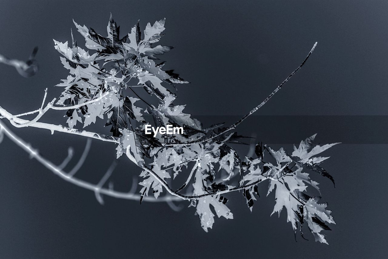 CLOSE-UP OF PLANT AGAINST SKY DURING WINTER