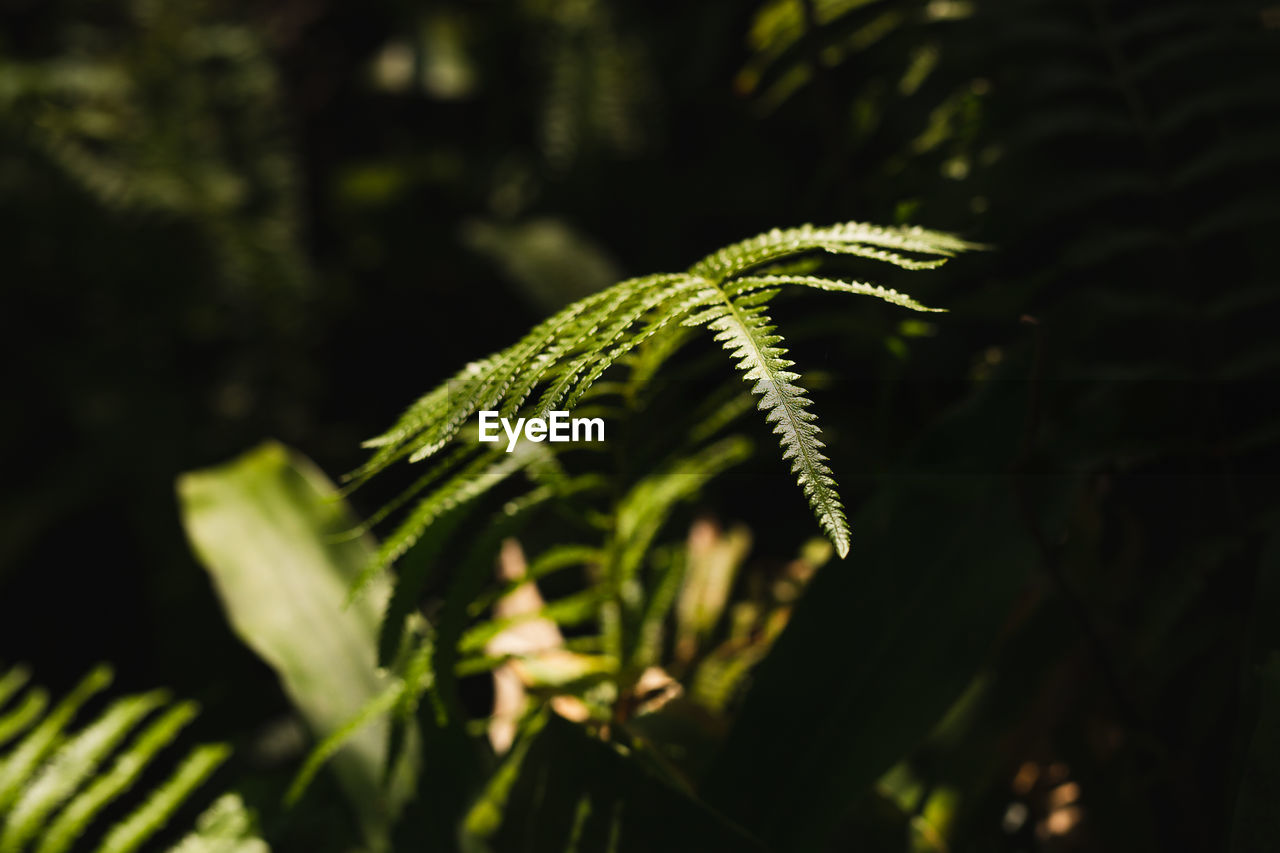 Background green fern leaves in nature forest.