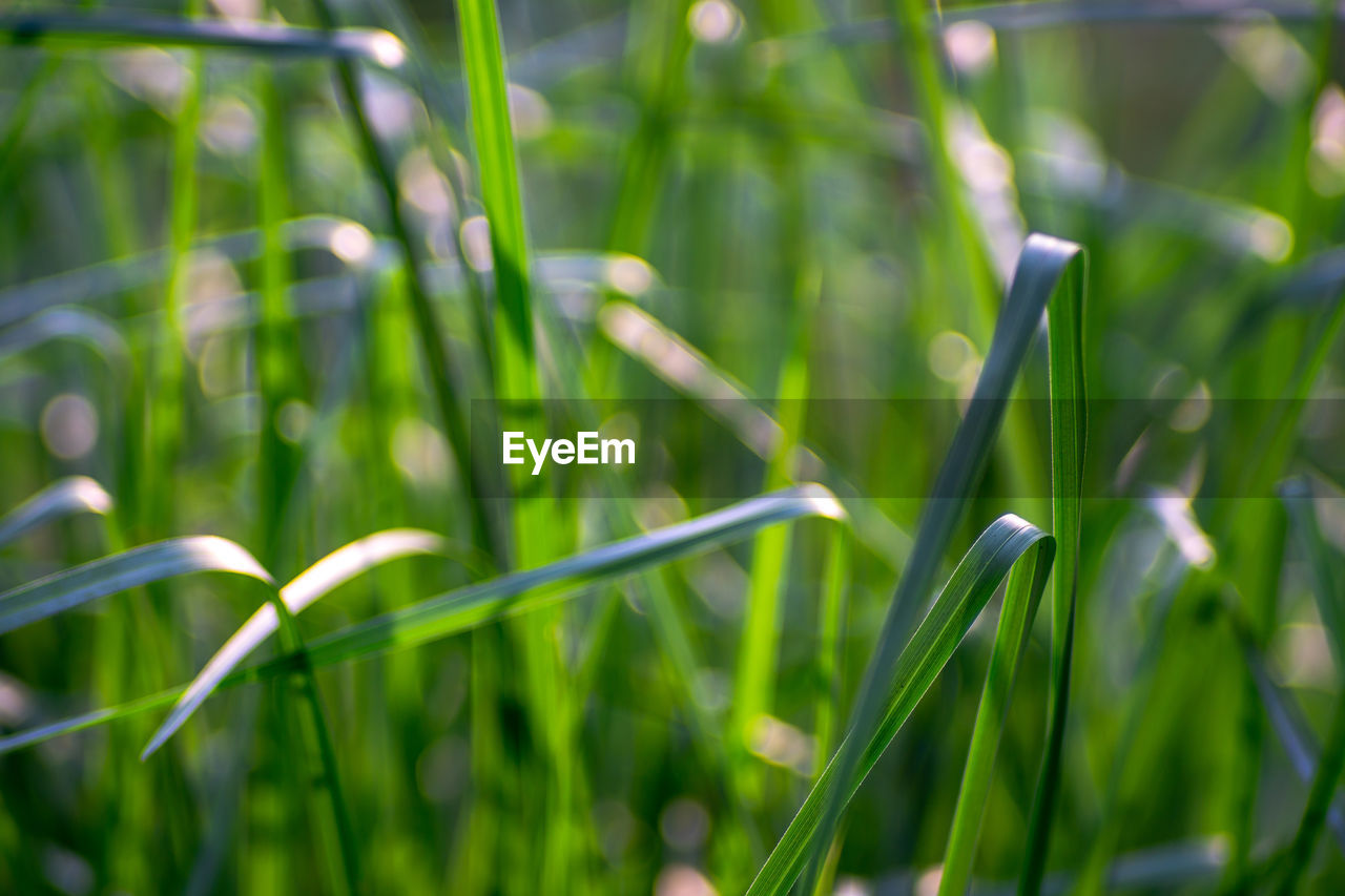 Close-up of fresh green grass in field