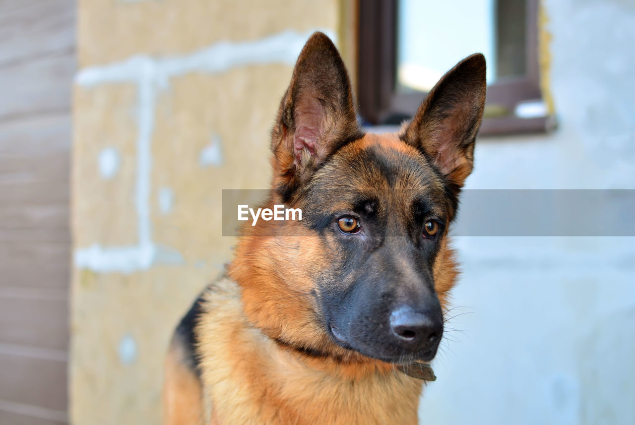 CLOSE-UP PORTRAIT OF DOG LOOKING AT CAMERA