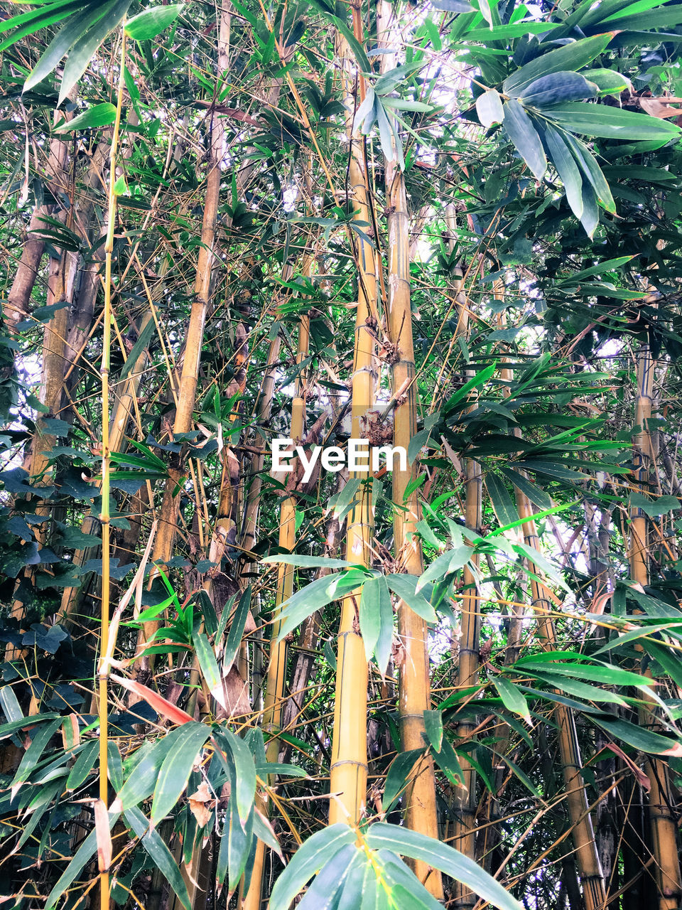 HIGH ANGLE VIEW OF BAMBOO TREES IN FIELD
