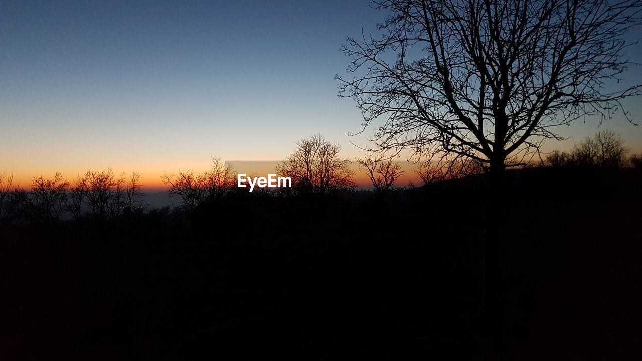 SILHOUETTE TREES AGAINST ORANGE SKY