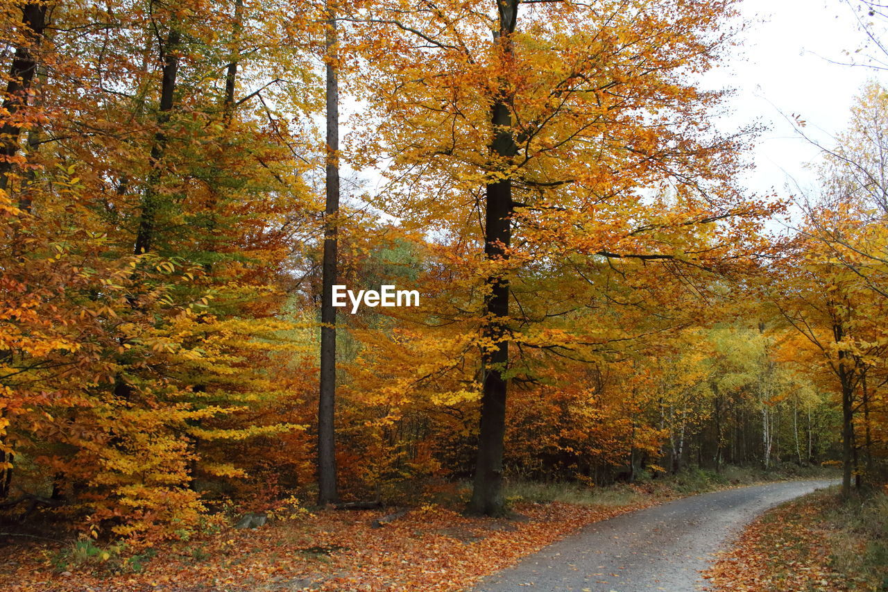 Trees in forest during autumn