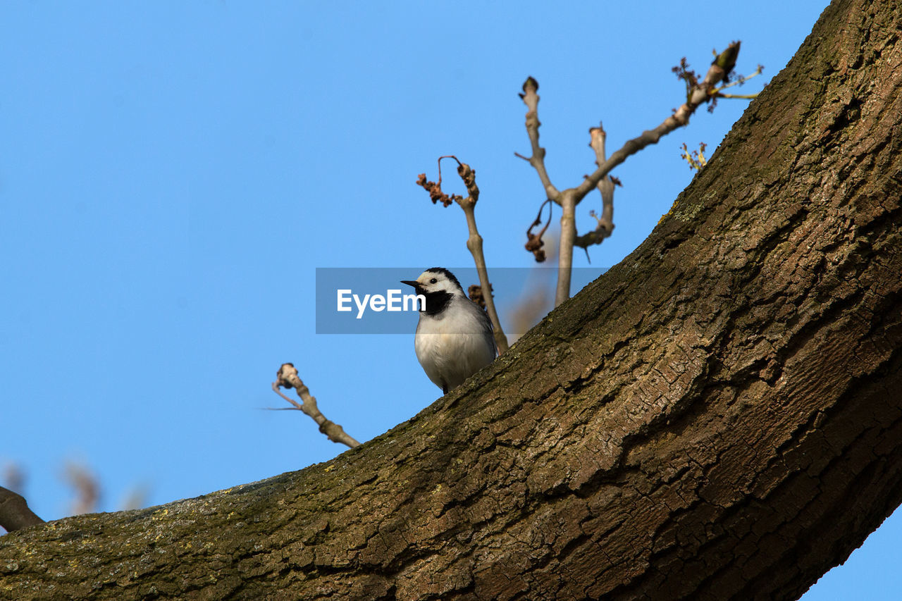 LOW ANGLE VIEW OF BIRDS PERCHING ON TREE AGAINST SKY