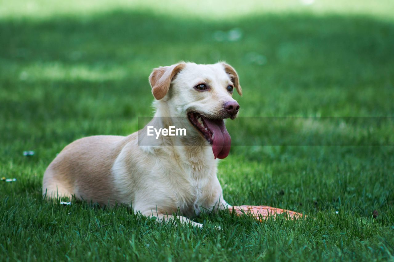 VIEW OF DOG LOOKING AWAY ON GRASS