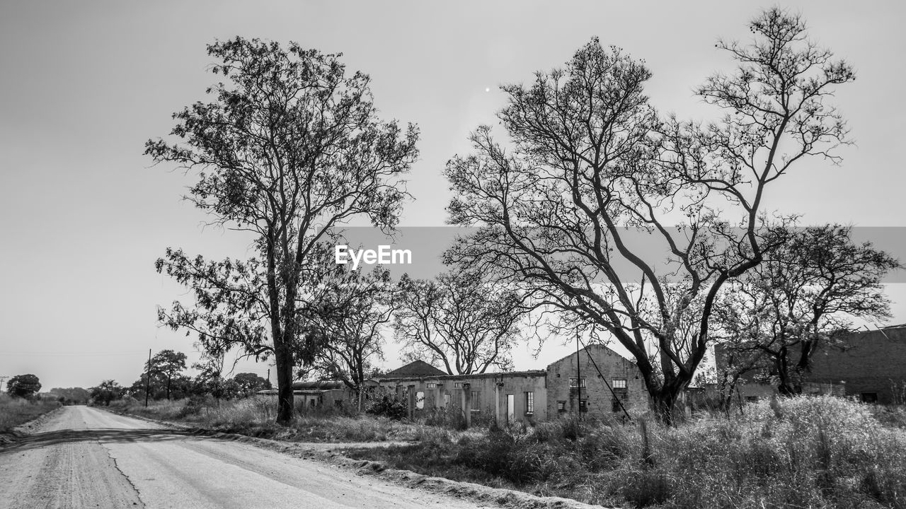 BARE TREES BY ROAD AGAINST SKY