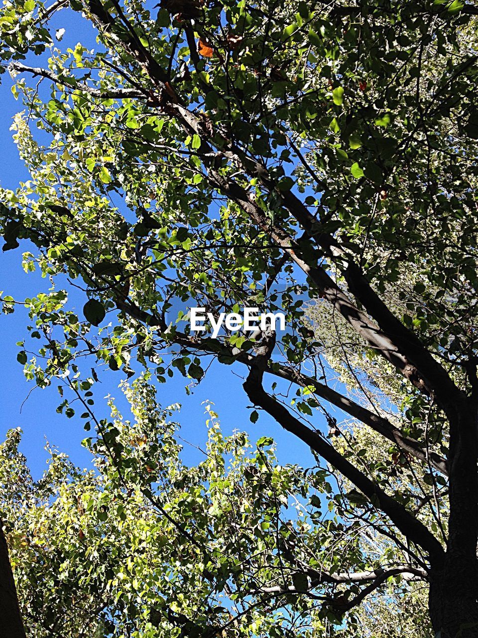 LOW ANGLE VIEW OF TREES AGAINST CLEAR SKY