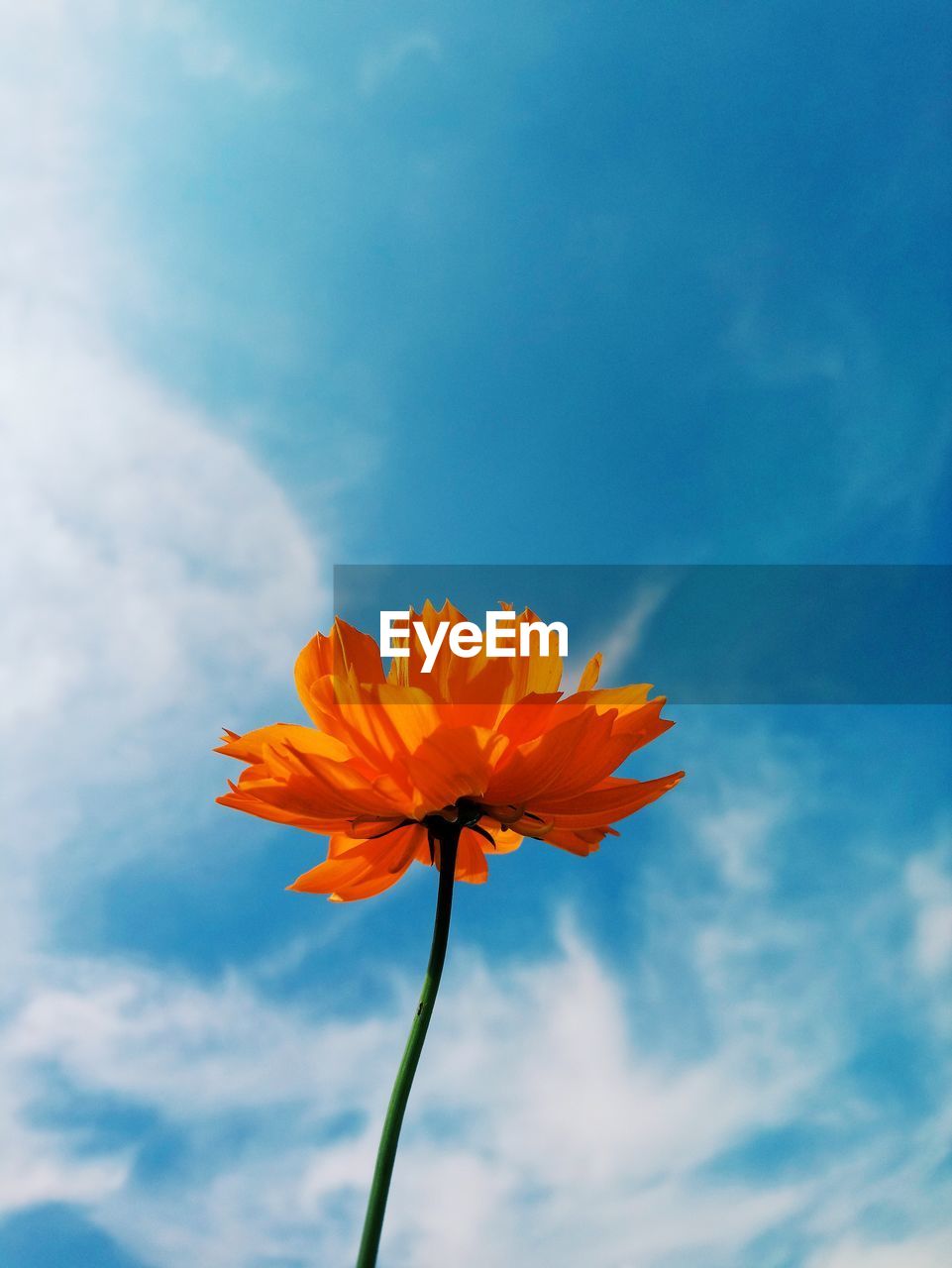 Low angle view of orange flower against sky