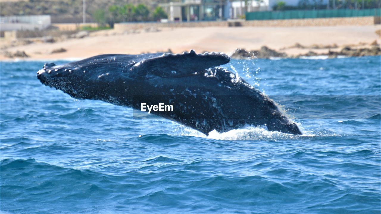 Baby whale beaching off mexico