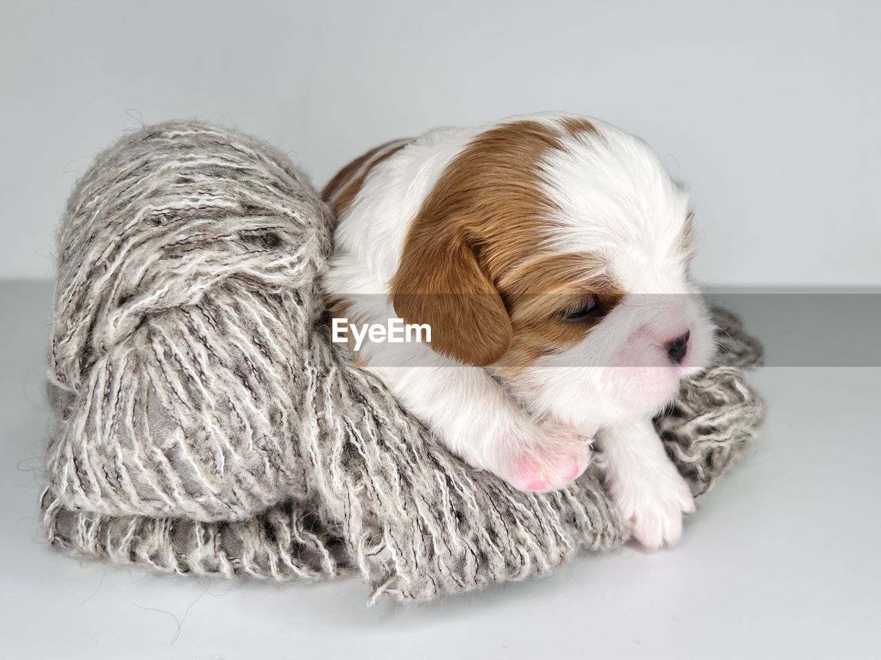 domestic animals, pet, one animal, canine, dog, animal themes, mammal, animal, lap dog, cute, young animal, indoors, puppy, studio shot, no people, gray, gray background