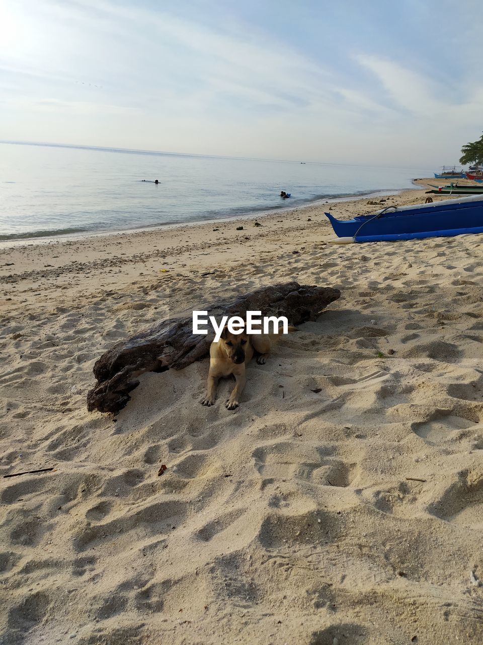 View of an animal on beach