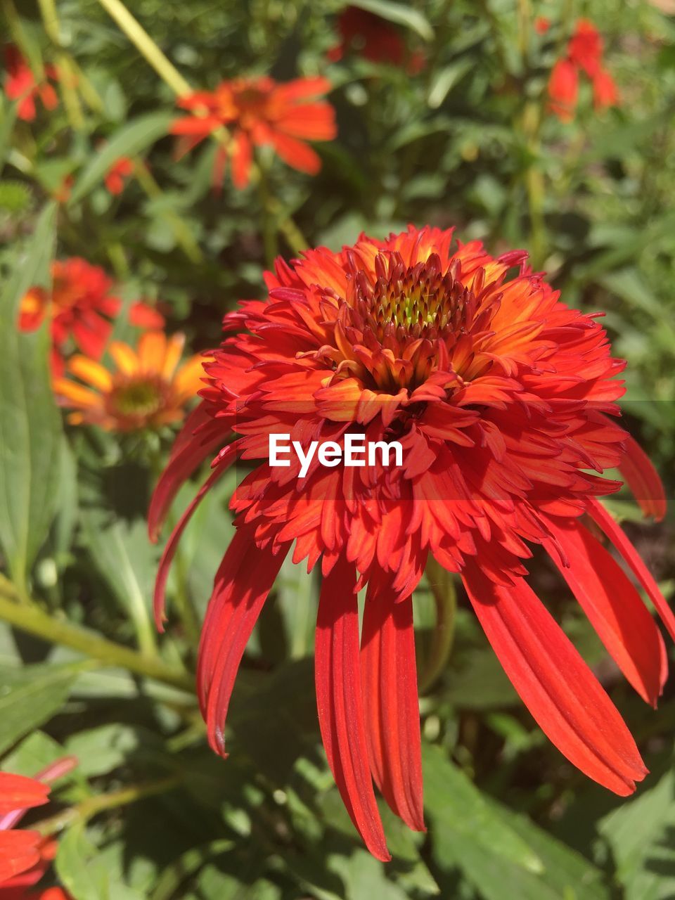 Close-up of red flowers blooming outdoors