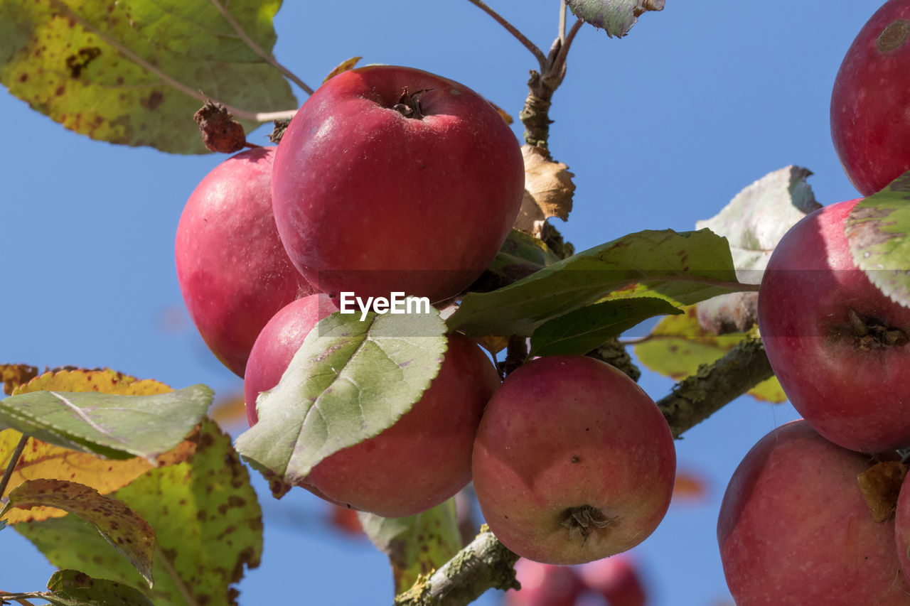 Close-up of apples hanging on tree