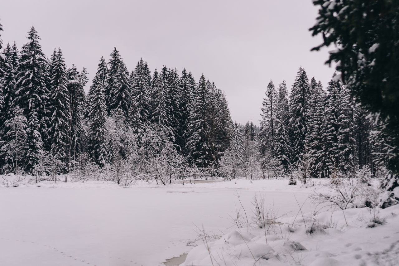 SNOW COVERED PINE TREES ON FIELD AGAINST SKY