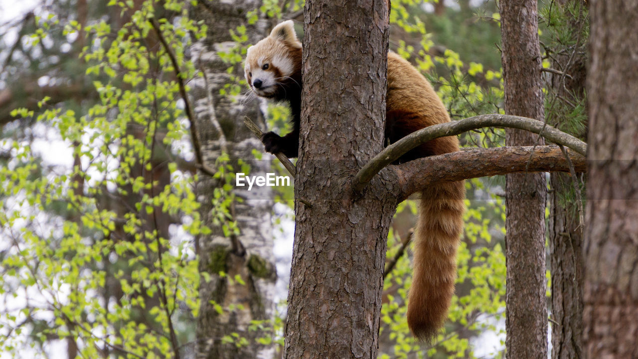 Red panda on tree trunk