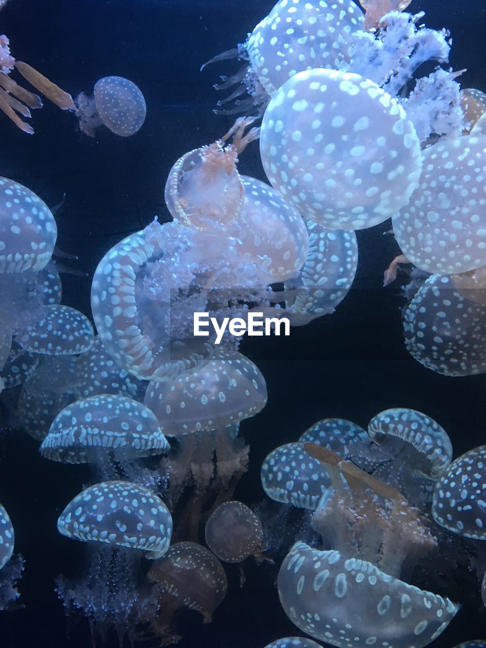 Close-up of jellyfish swimming in aquarium