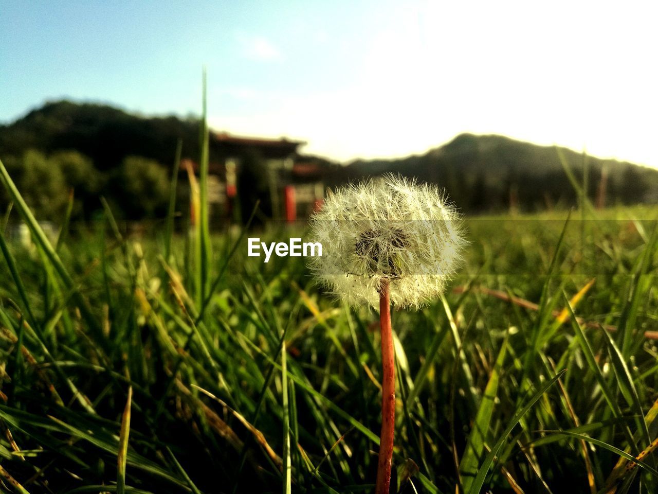 CLOSE-UP OF DANDELION FLOWER ON FIELD