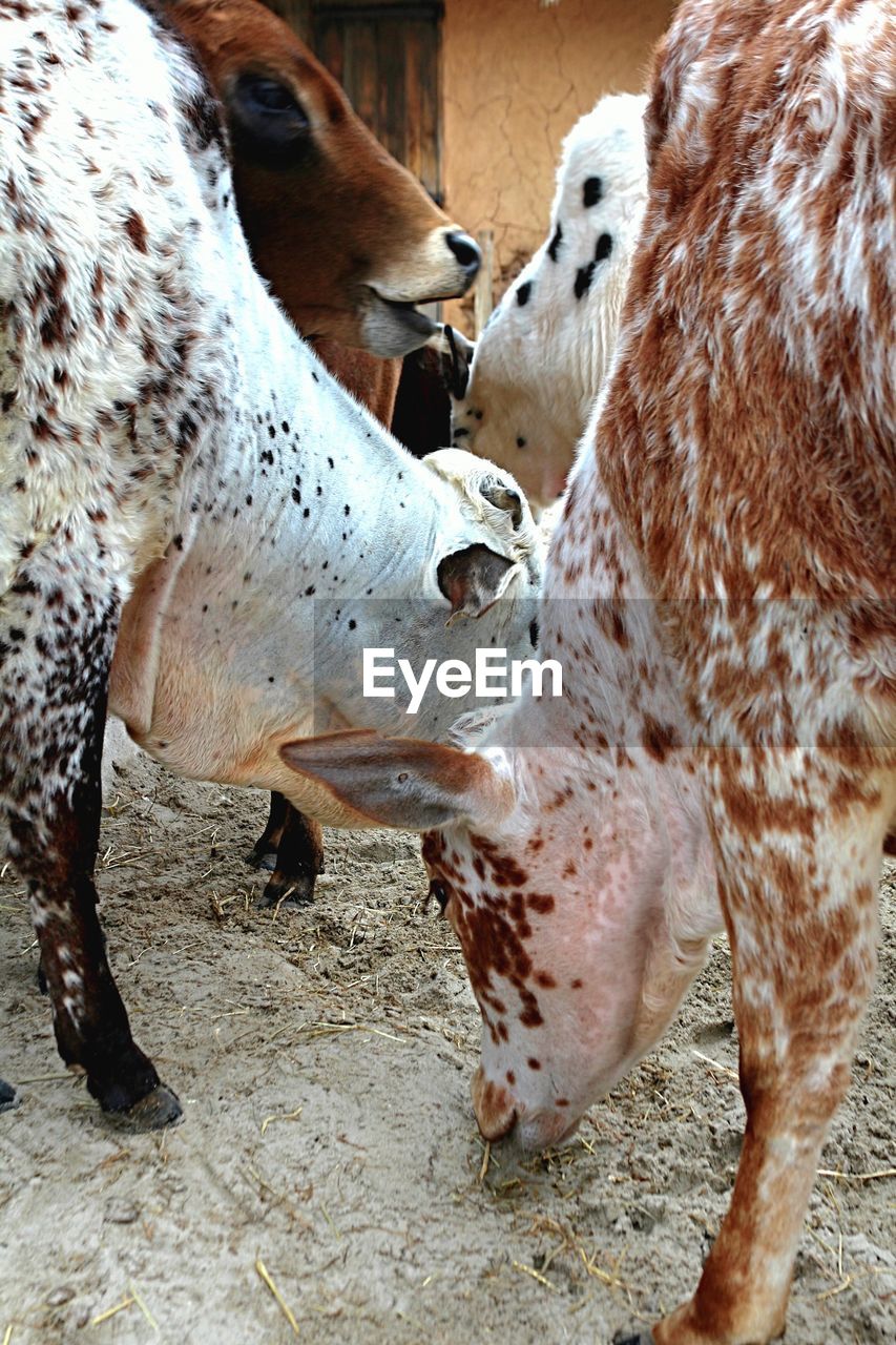 Close-up of cows at pen