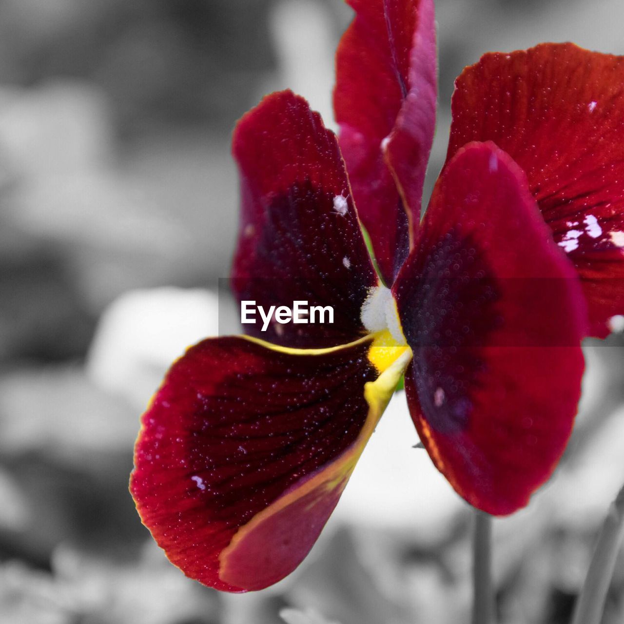 Close-up of red flowers blooming on field