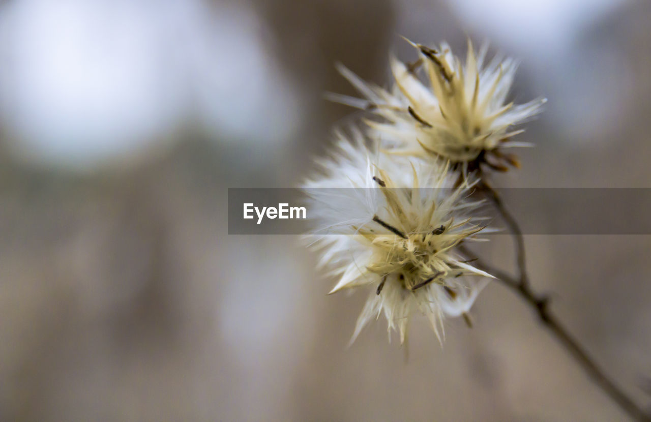 Close-up of white flowering plant