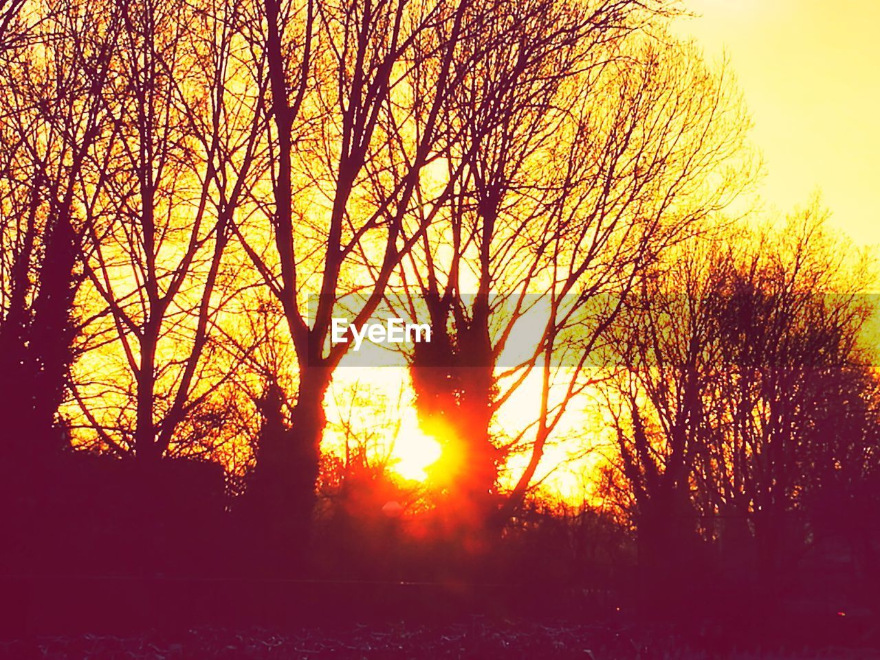 SILHOUETTE OF TREES AT SUNSET