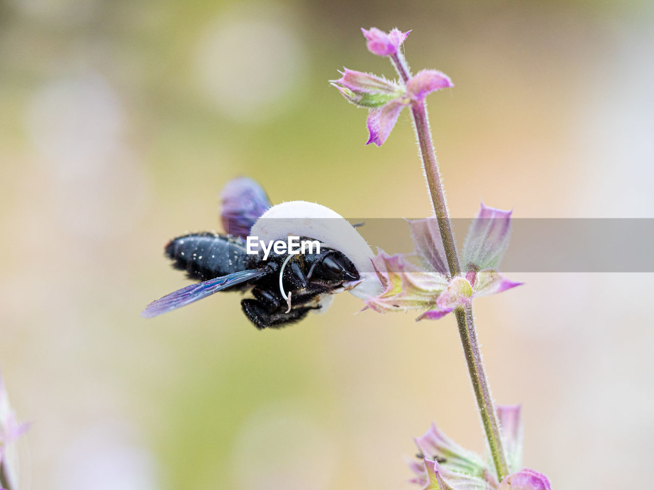Close-up of black wood bee pollinating on purple flower