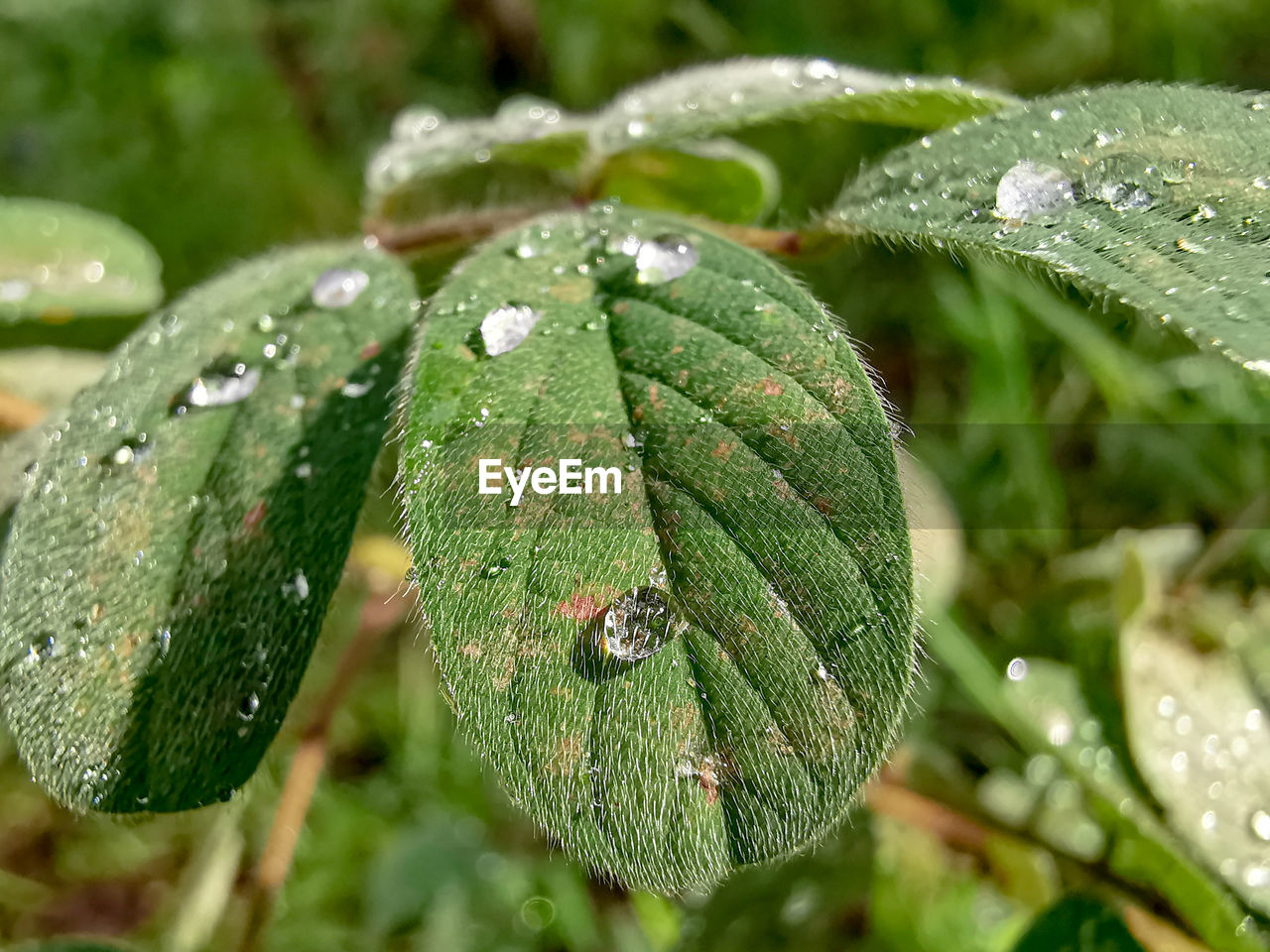 Close-up of raindrops on leaves