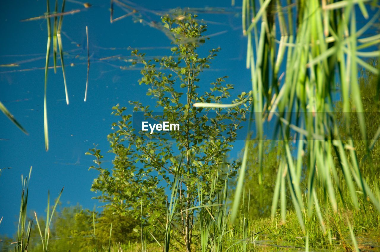 CLOSE-UP OF PLANTS GROWING ON FIELD AGAINST SKY