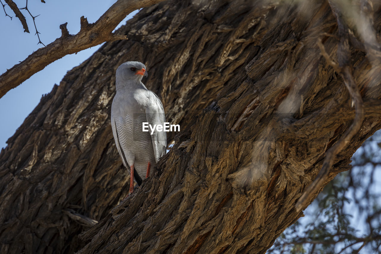 BIRD PERCHING ON TREE TRUNK