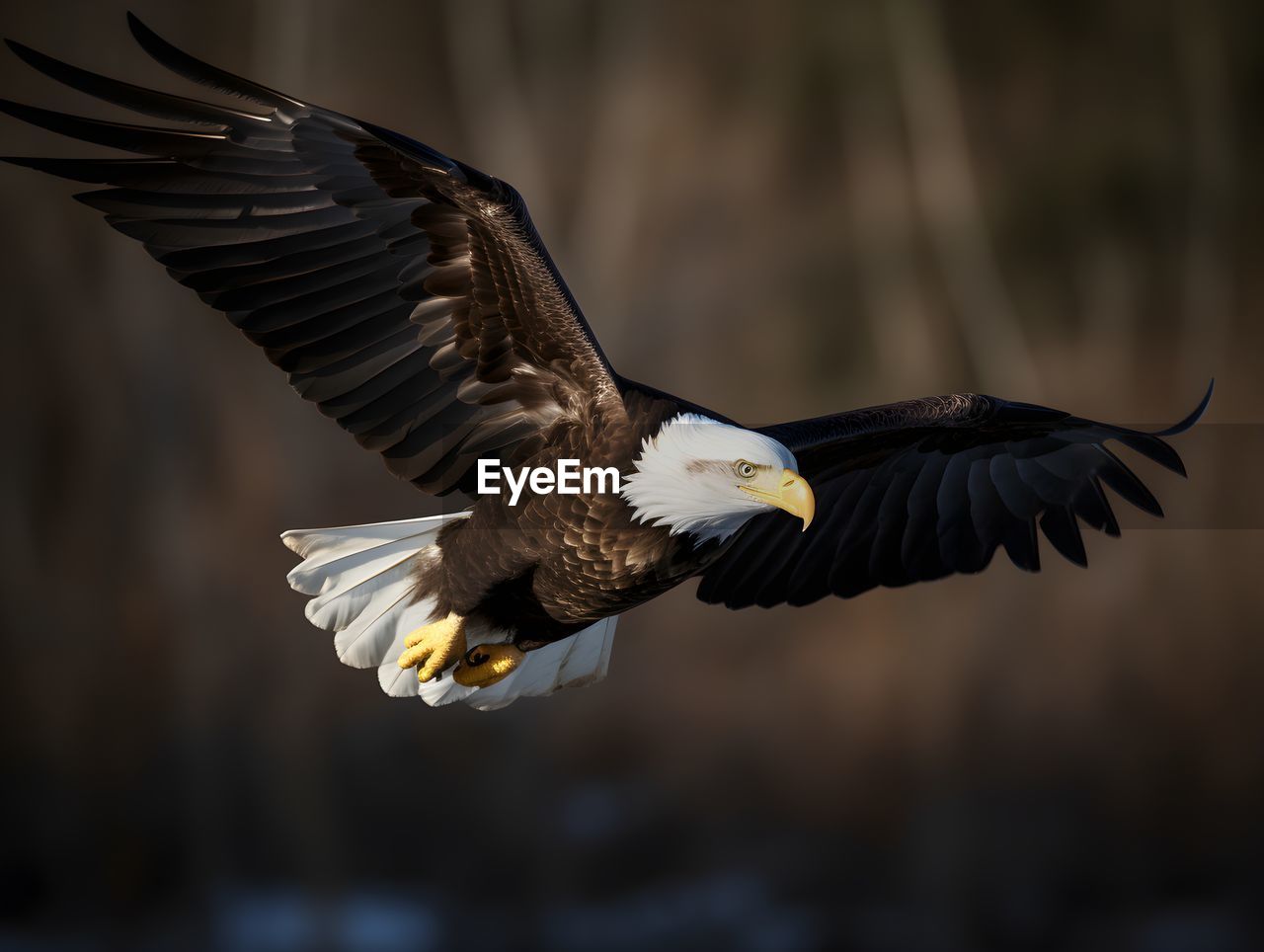 close-up of bird flying against blurred background